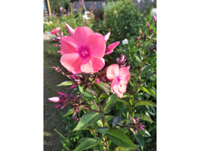 IMG 20170730 165433.jpg