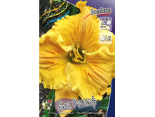 ��� ����� +))