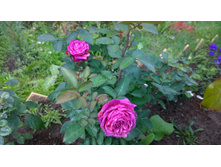 WP 20170709 12 41 48 Pro.jpg