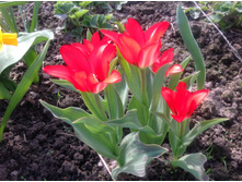 ������� ���������