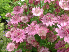 ��������� ����