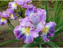 ������� ����� (���)*