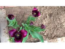 WP 20170527 09 44 47 Pro.jpg