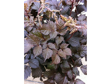 ������� ���� *