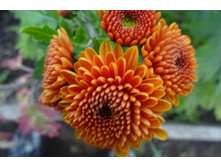 ��������� ���������� "������"