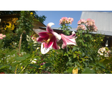 WP 20170820 09 49 49 Pro.jpg