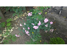 WP 20170811 16 47 46 Pro.jpg