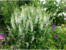 ������ �����