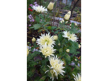 ��������� ���������� "������� ������ "