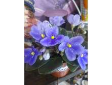 �-������ ����