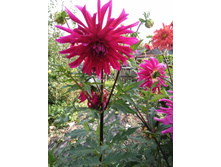 IMG 20170917 153010.jpg