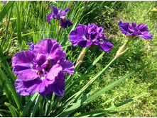 ���� ��������� ���� ��������