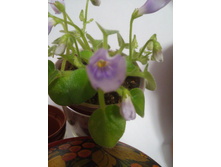 ��-������ � ������