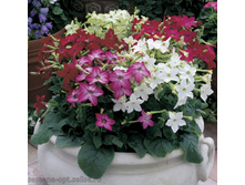 ����� �������� Saratoga Mix