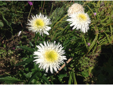 ������� �����