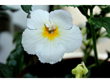 Golden Butterfly.jpg - 100 ���.