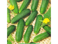 ������ ������� F1 17,00