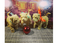 ����� ������ �������