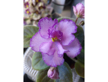 Rob's Hopscotch (R. Robinson)