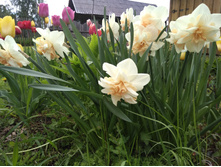 IMG 20170604 163748.jpg