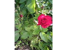 IMG 20170714 165216.jpg