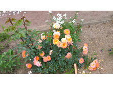 WP 20170721 09 17 09 Pro.jpg