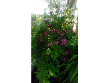 P 20170715 155757.jpg