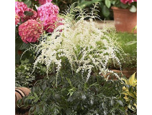 ���� �������� *(���-17�)���.