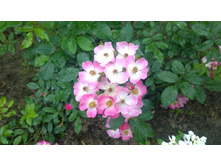 WP 20170721 09 12 57 Pro.jpg