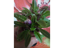 Senk’s Azalea Trail