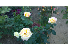 WP 20170716 18 40 27 Pro.jpg