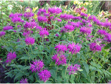 ������� �����-���������