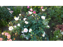 WP 20170716 18 44 14 Pro.jpg