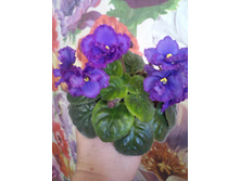 Midnight Rascal (S.Sorano)