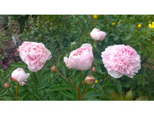 WP 20170701 15 22 27 Pro.jpg