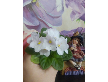 �-���� ����� (�����)