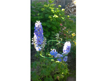 WP 20170713 09 38 45 Pro.jpg