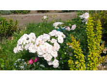 WP 20170820 09 40 29 Pro.jpg