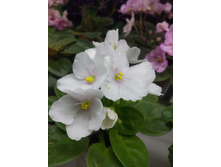 �-���� ����� (�����)