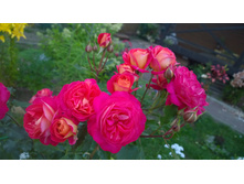 WP 20170728 20 24 56 Pro.jpg