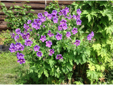 ������ �������