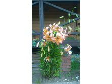 WP 20170721 09 06 03 Pro.jpg