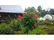 WP 20170706 16 20 28 Pro.jpg