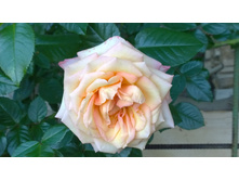 WP 20170716 18 50 13 Pro.jpg