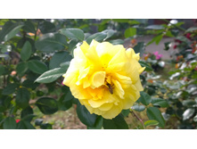 WP 20170914 09 56 13 Pro.jpg