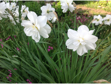 ������� �������