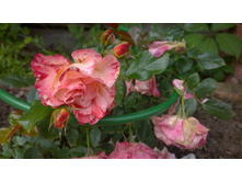 WP 20170709 12 38 05 Pro.jpg