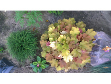 WP 20170811 16 47 28 Pro.jpg