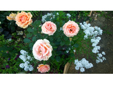 WP 20170803 19 53 45 Pro.jpg