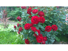 WP 20170811 16 30 11 Pro.jpg